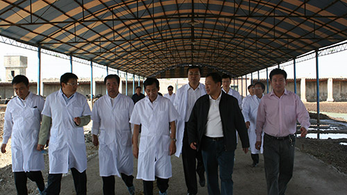 9月10日，国家农业部副部长陈晓华一行莅临信旺牧场视察指导工作。