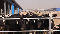 1月15日，俊佑牧场迎来第一批599头来自澳大利亚的优种荷斯坦奶牛，俊佑牧场投入正式运营。