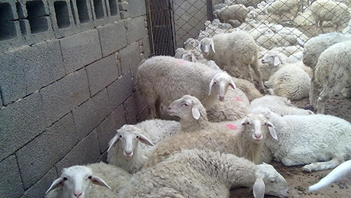 1999年5月，董事长史信在家乡盐池县苏步井乡承包26800亩荒地，建起了一座可年出栏5000只羊的大型育肥羊场。